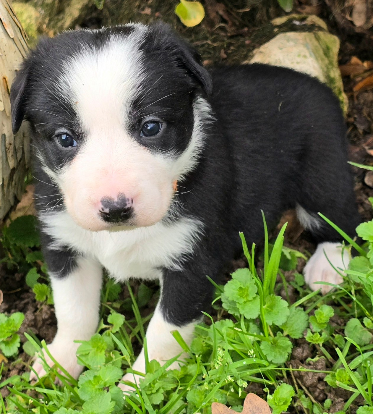 du Paradis des P'tits Cracks - Chiots disponibles - Border Collie