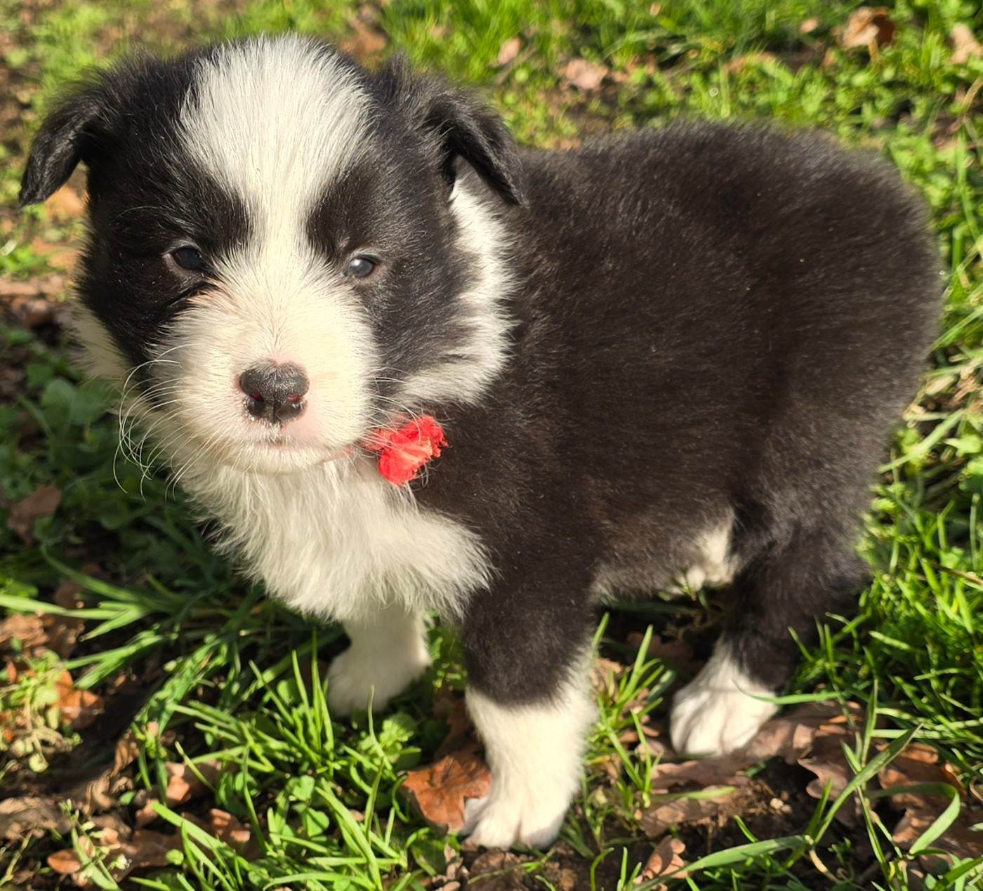 du Paradis des P'tits Cracks - Chiots disponibles - Border Collie