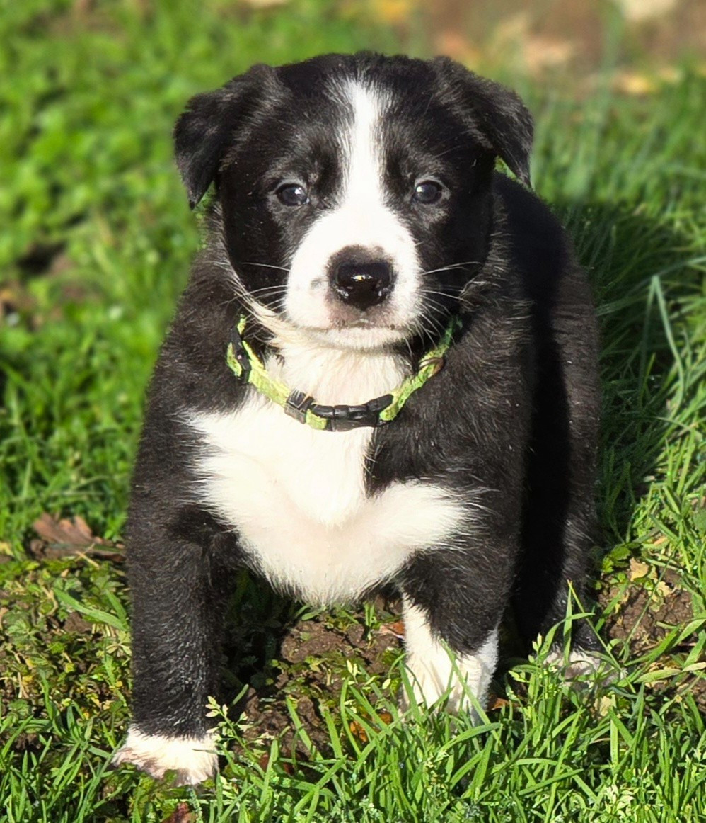 du Paradis des P'tits Cracks - Chiots disponibles - Border Collie