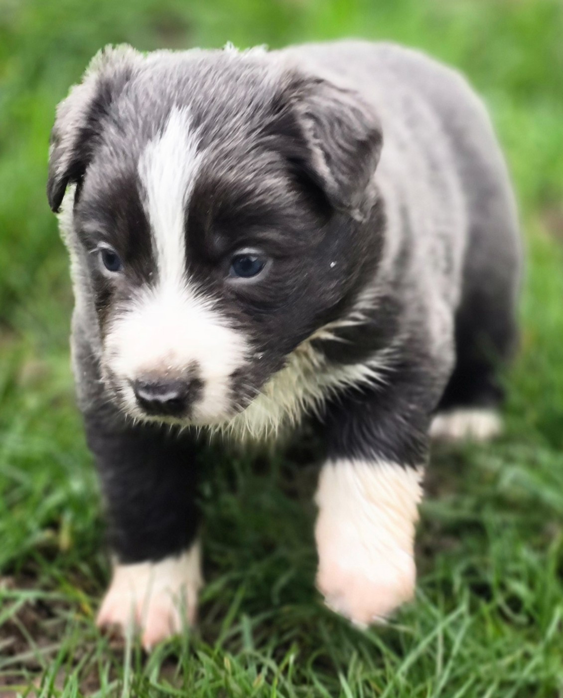 du Paradis des P'tits Cracks - Chiots disponibles - Border Collie