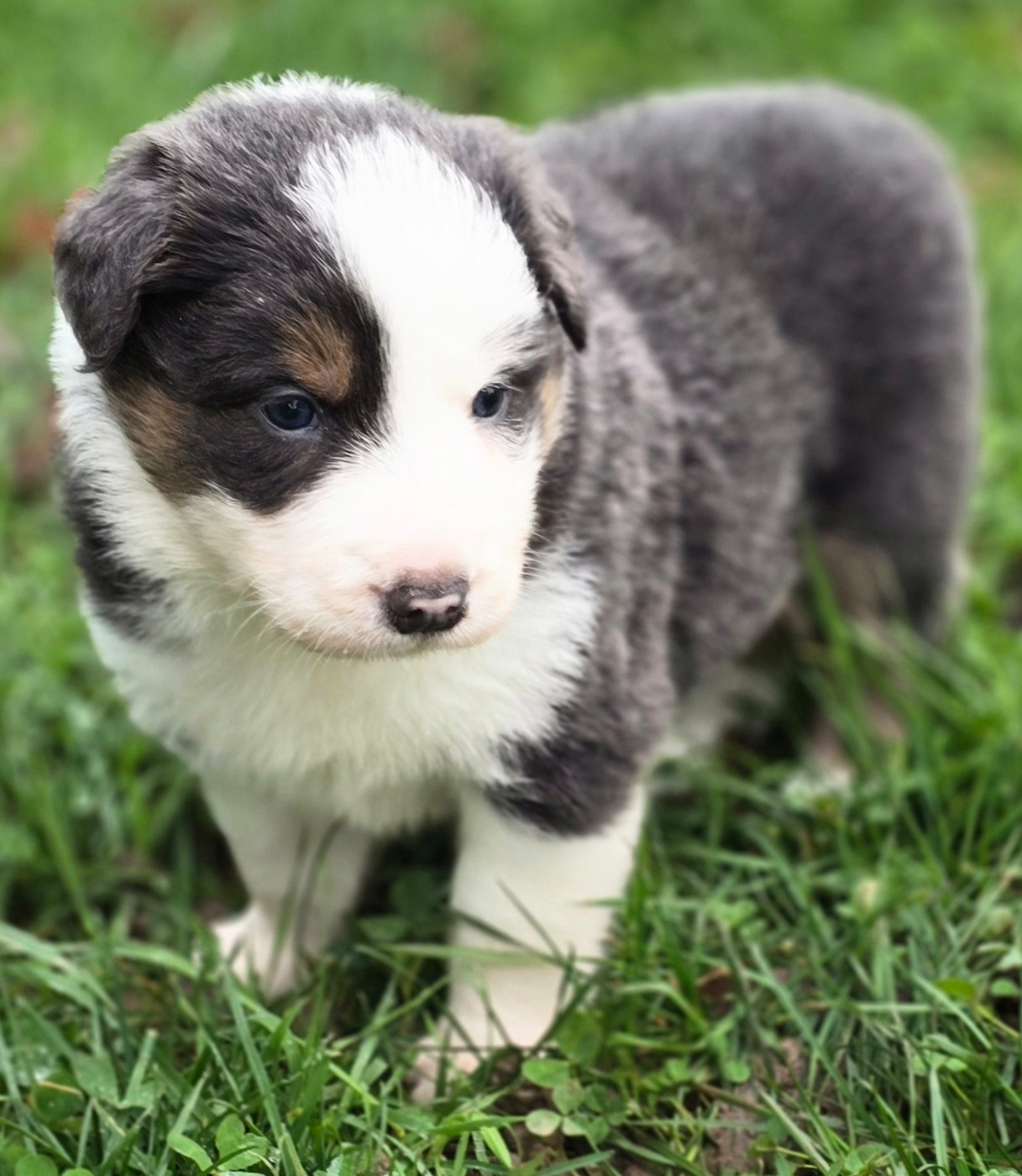 du Paradis des P'tits Cracks - Chiots disponibles - Border Collie