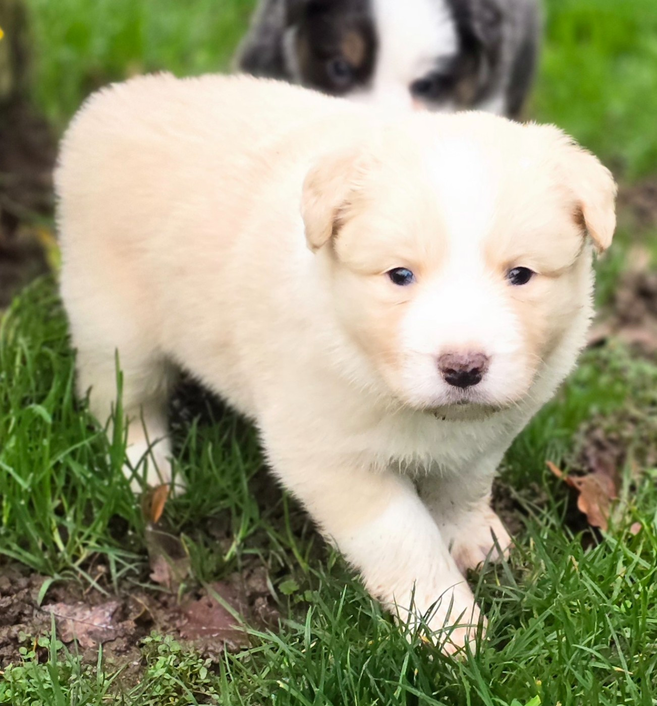 du Paradis des P'tits Cracks - Chiots disponibles - Border Collie