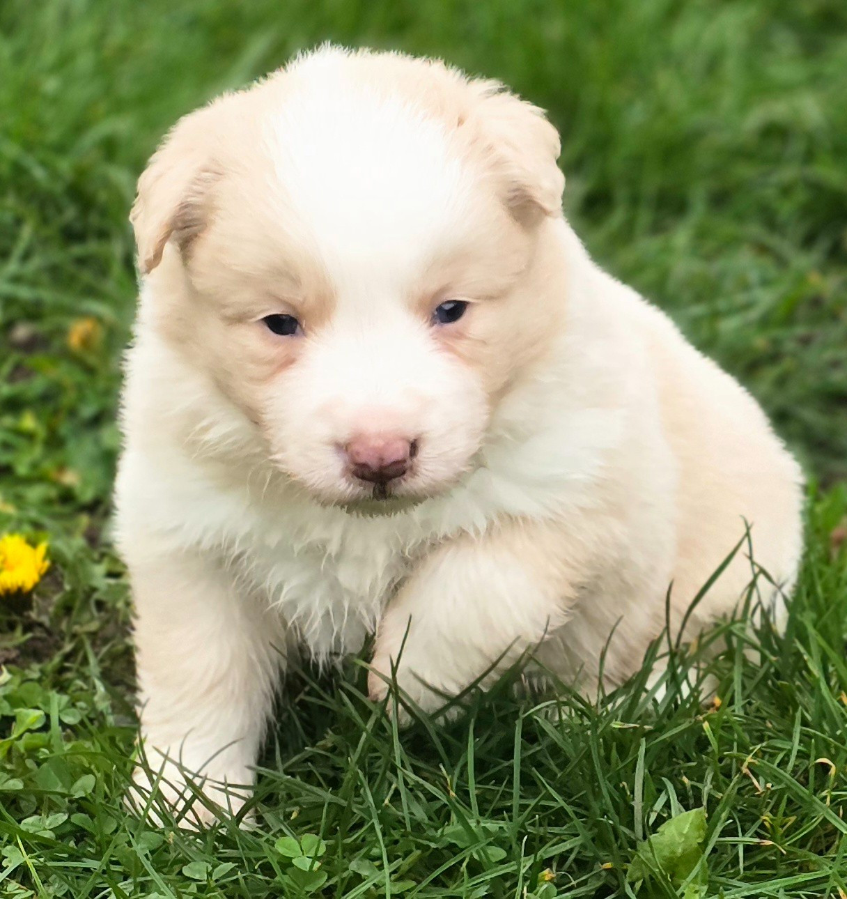 du Paradis des P'tits Cracks - Chiots disponibles - Border Collie
