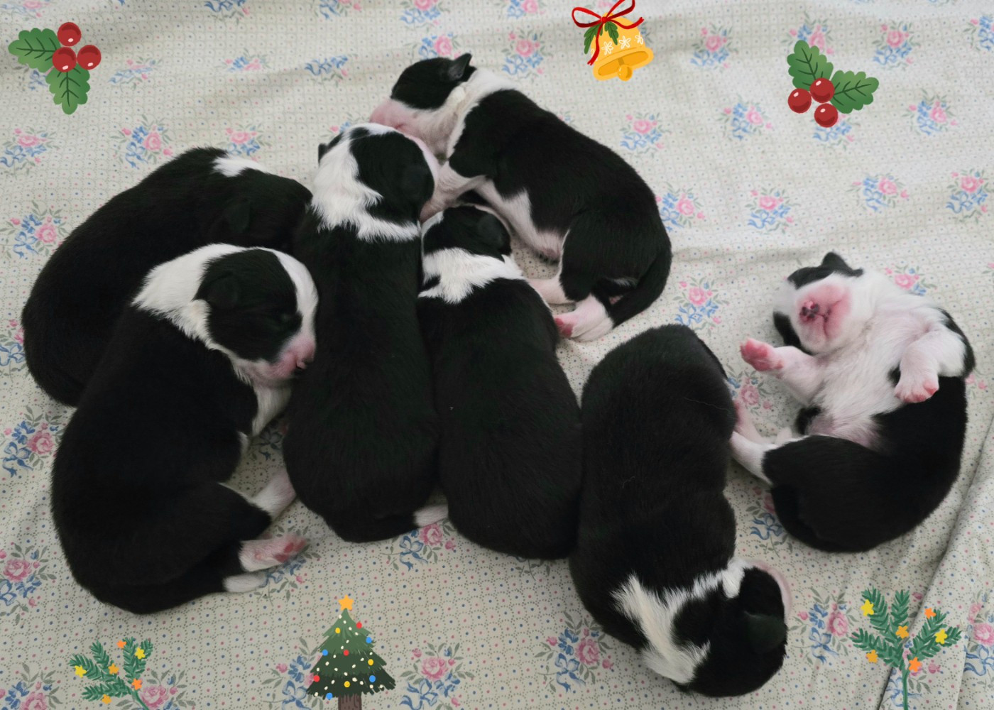 Chiot Border Collie du Paradis des P'tits Cracks