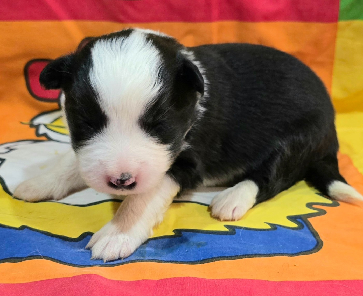 du Paradis des P'tits Cracks - Chiots disponibles - Border Collie
