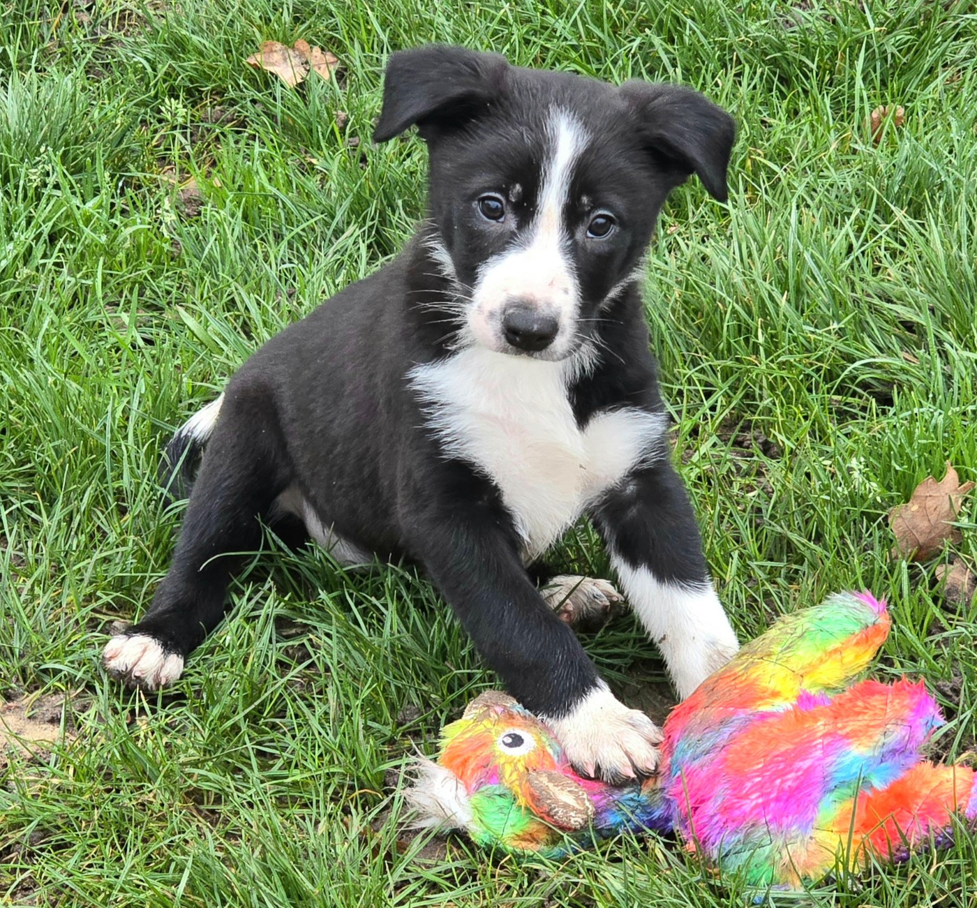 du Paradis des P'tits Cracks - Chiots disponibles - Border Collie