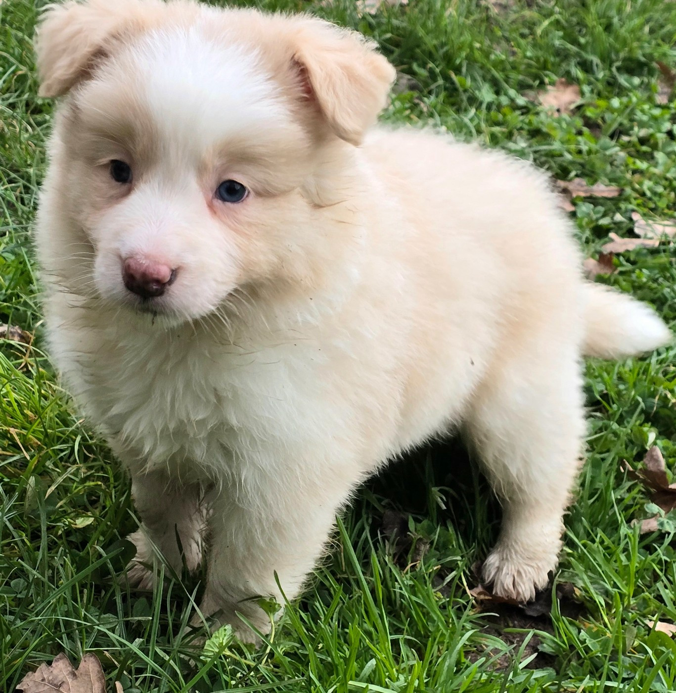 du Paradis des P'tits Cracks - Chiots disponibles - Border Collie