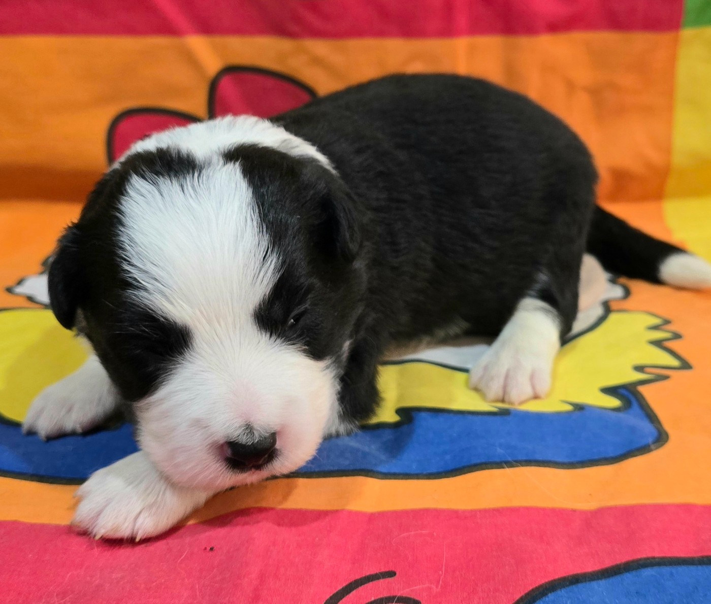 du Paradis des P'tits Cracks - Chiots disponibles - Border Collie