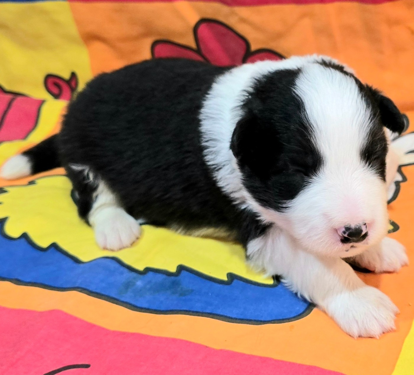 du Paradis des P'tits Cracks - Chiots disponibles - Border Collie