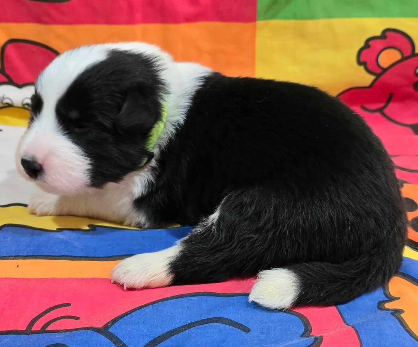du Paradis des P'tits Cracks - Chiots disponibles - Border Collie