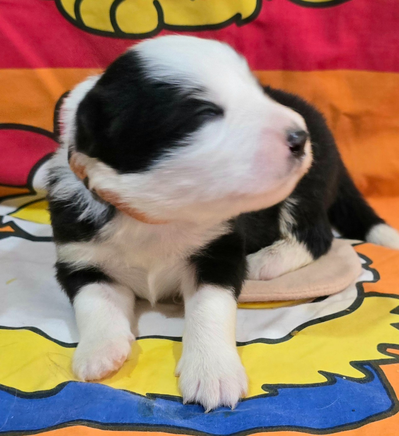 du Paradis des P'tits Cracks - Chiots disponibles - Border Collie