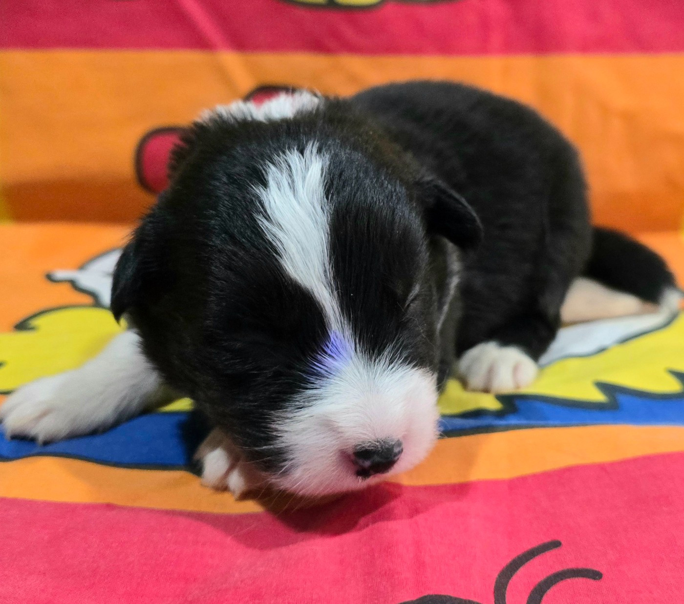 du Paradis des P'tits Cracks - Chiots disponibles - Border Collie