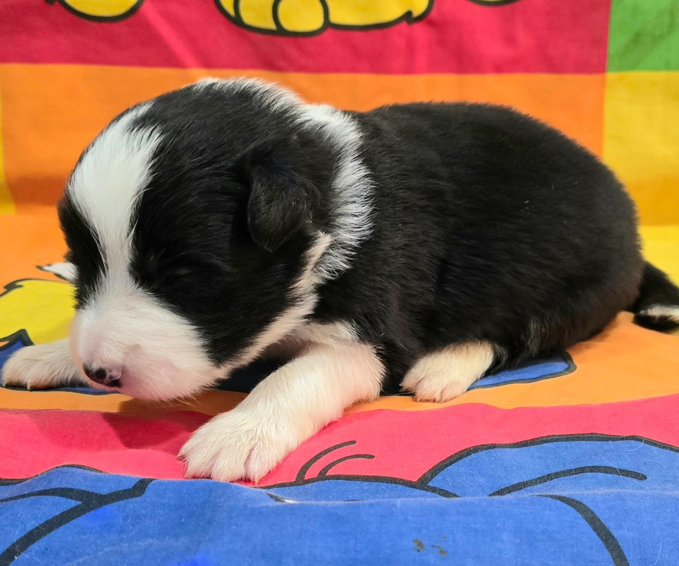 du Paradis des P'tits Cracks - Chiots disponibles - Border Collie
