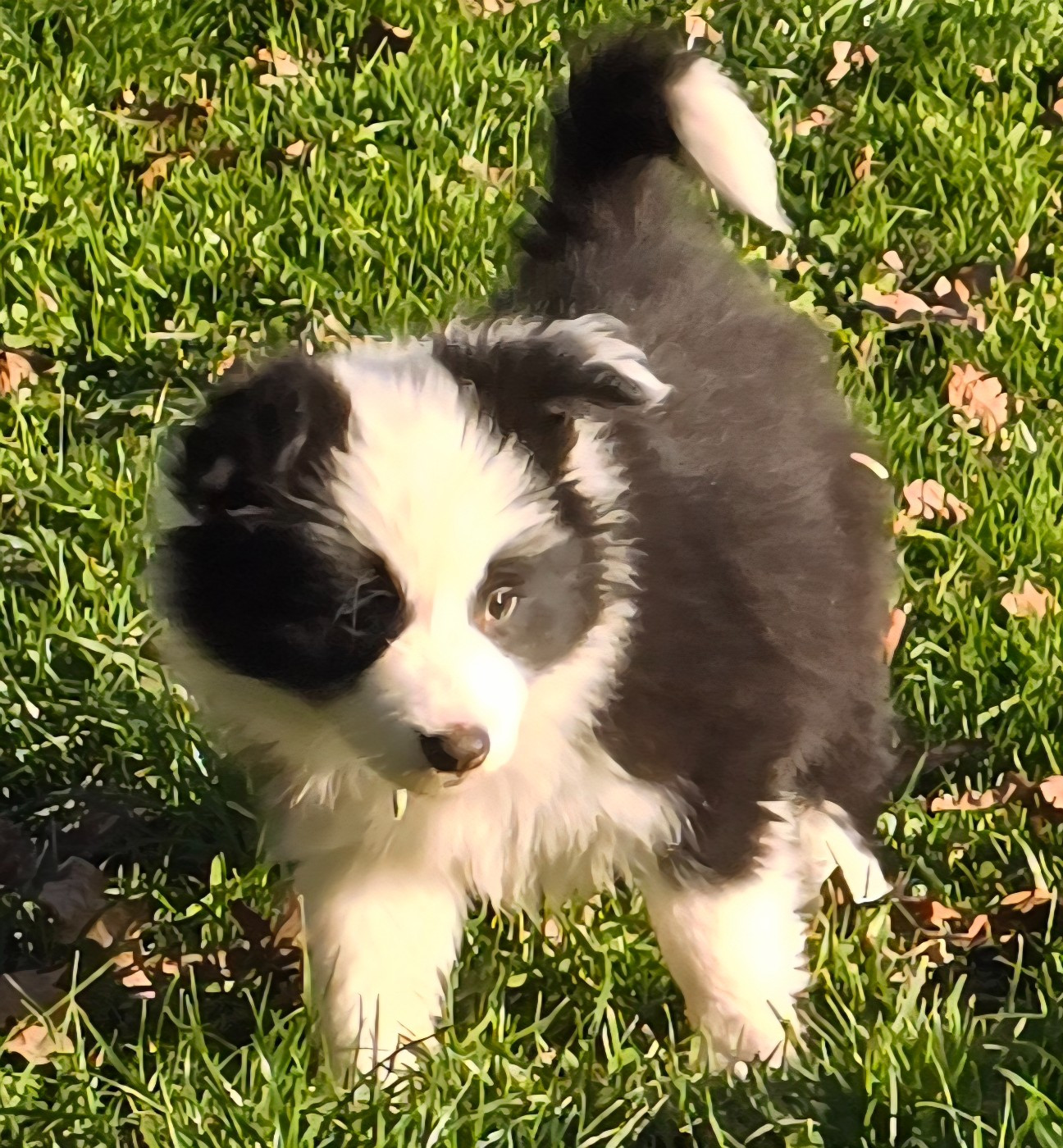du Paradis des P'tits Cracks - Chiots disponibles - Border Collie