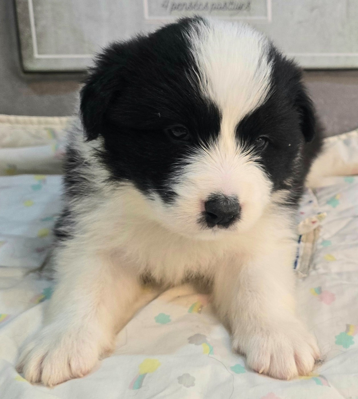 du Paradis des P'tits Cracks - Chiots disponibles - Border Collie