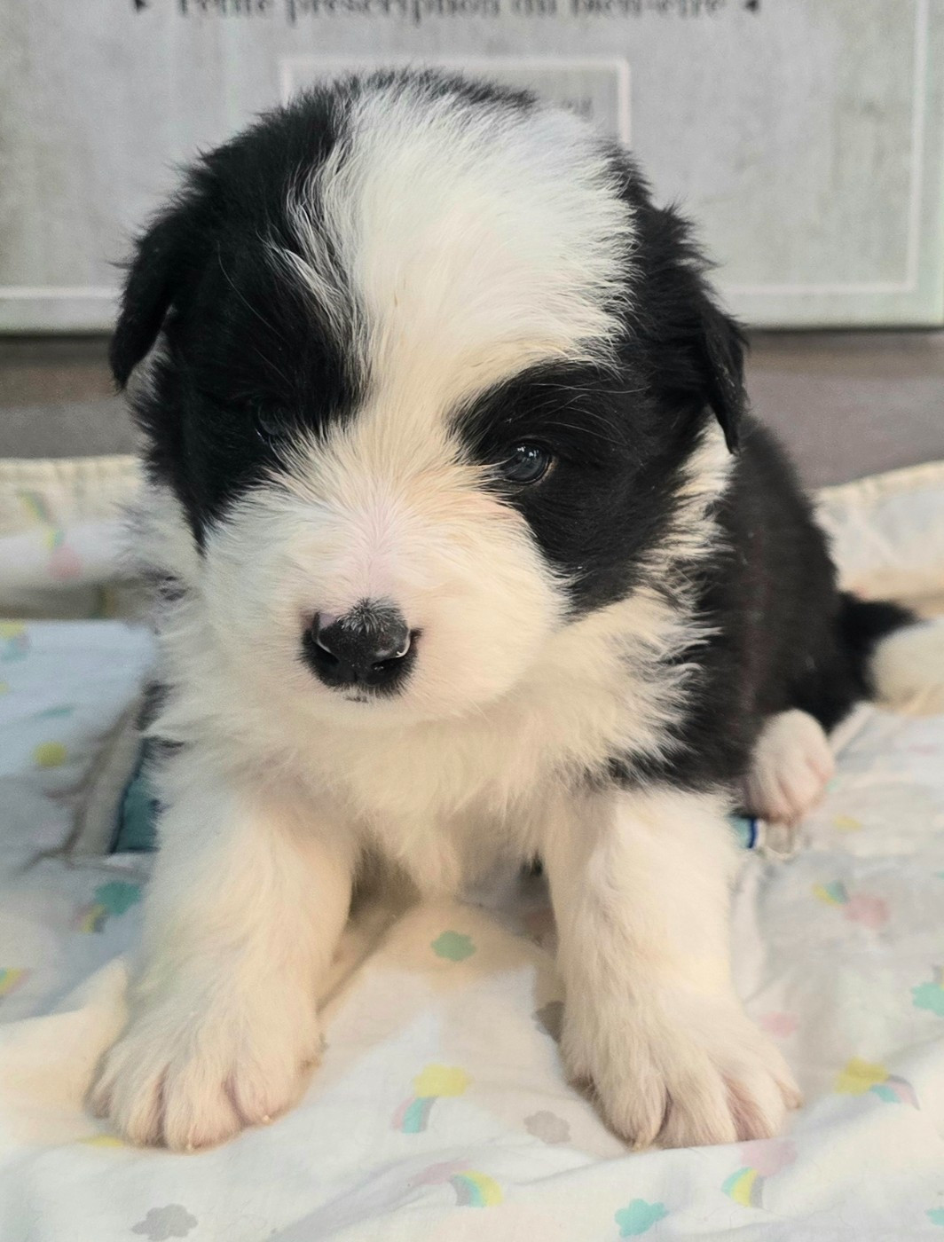 du Paradis des P'tits Cracks - Chiots disponibles - Border Collie