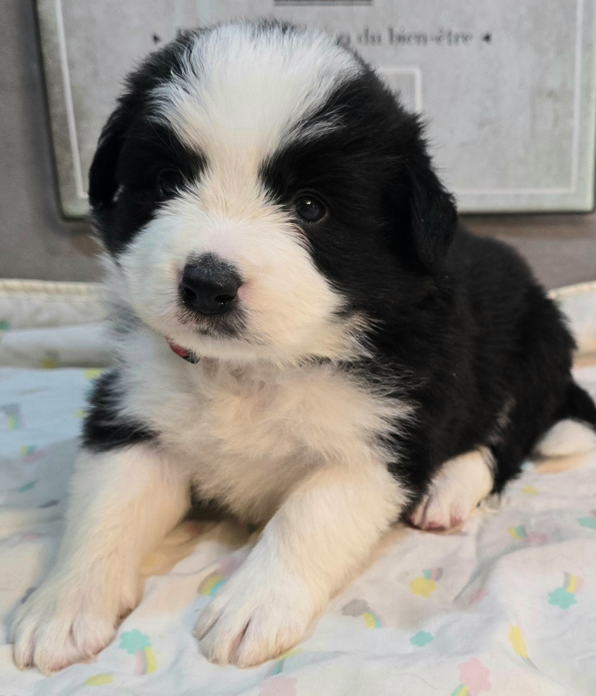 du Paradis des P'tits Cracks - Chiots disponibles - Border Collie