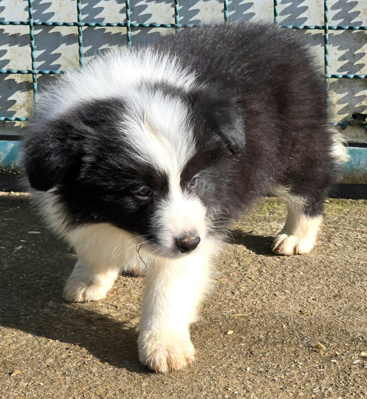du Paradis des P'tits Cracks - Chiots disponibles - Border Collie