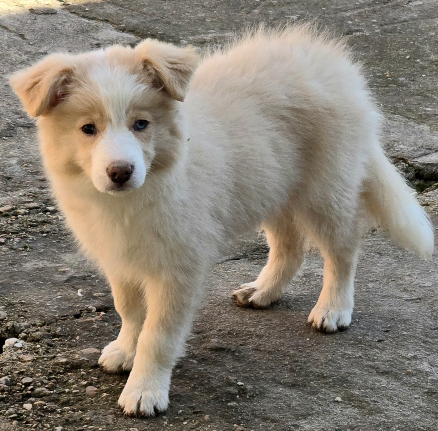 du Paradis des P'tits Cracks - Border Collie - Portée née le 15/11/2025