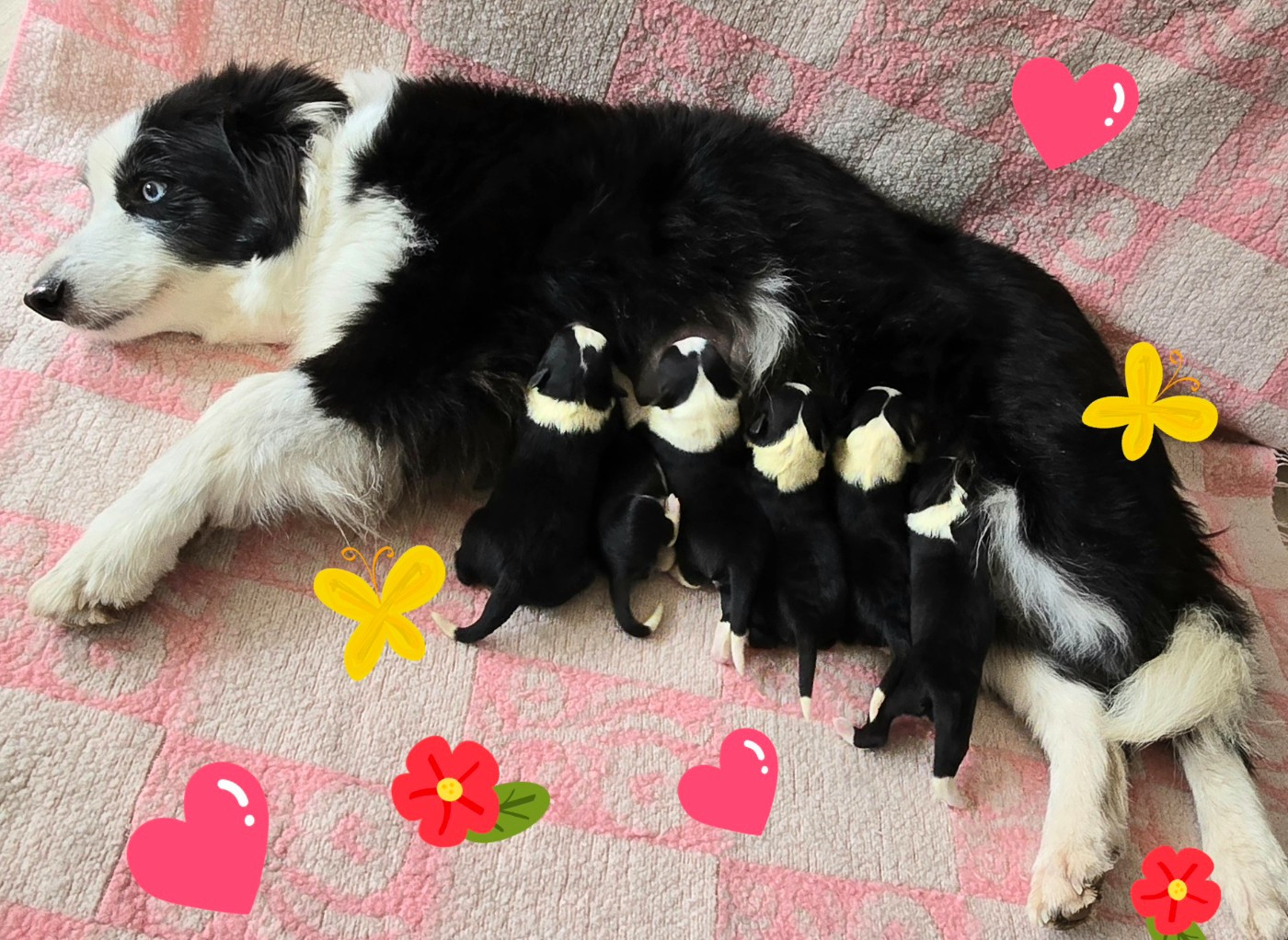 Chiot Border Collie du Paradis des P'tits Cracks