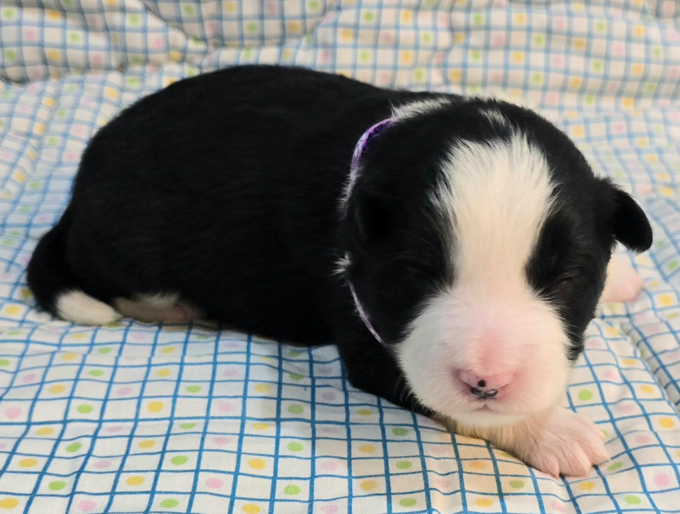 du Paradis des P'tits Cracks - Chiots disponibles - Border Collie