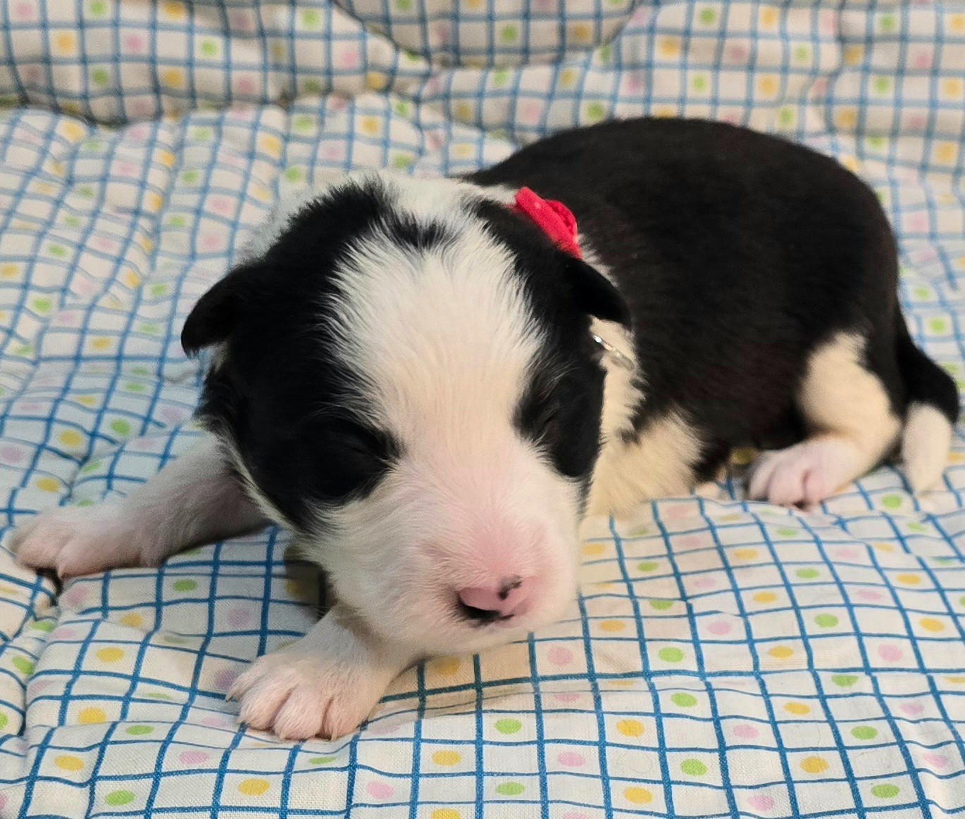 du Paradis des P'tits Cracks - Chiots disponibles - Border Collie