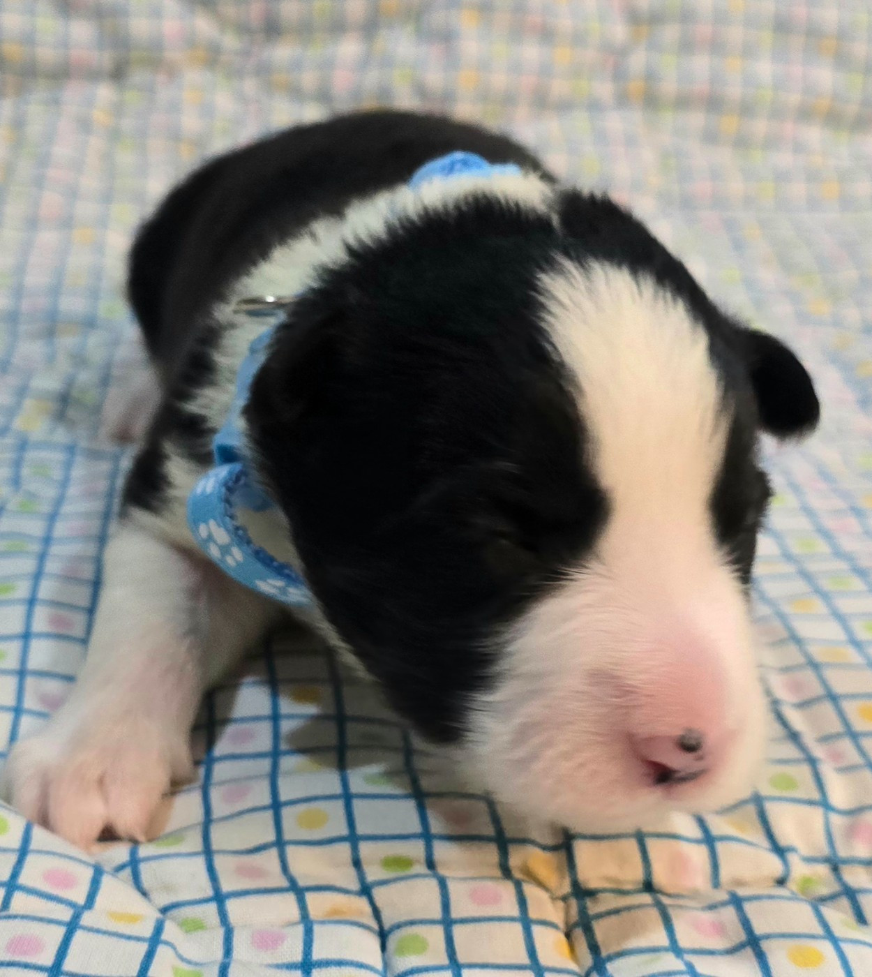 du Paradis des P'tits Cracks - Chiots disponibles - Border Collie