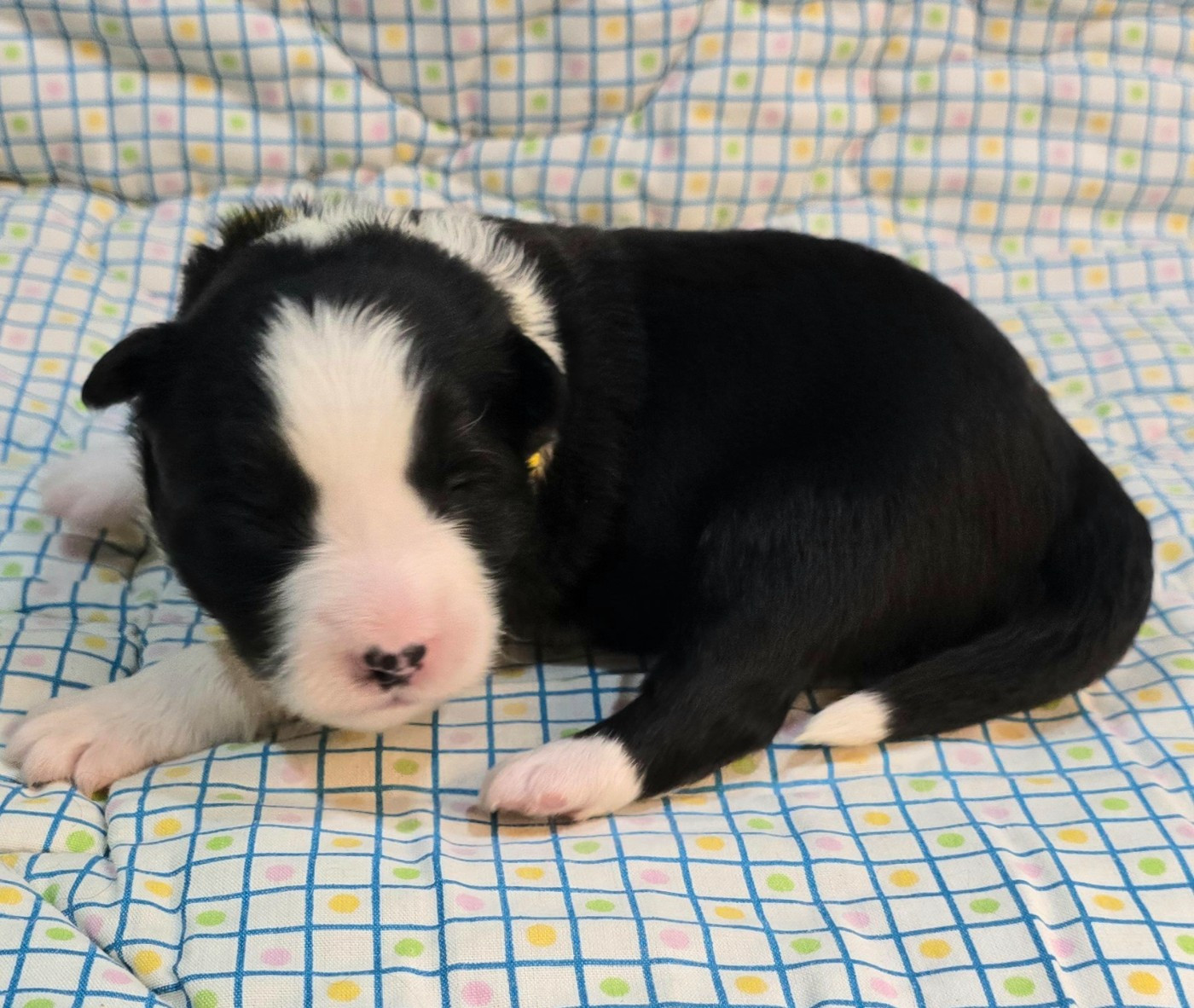 du Paradis des P'tits Cracks - Chiots disponibles - Border Collie