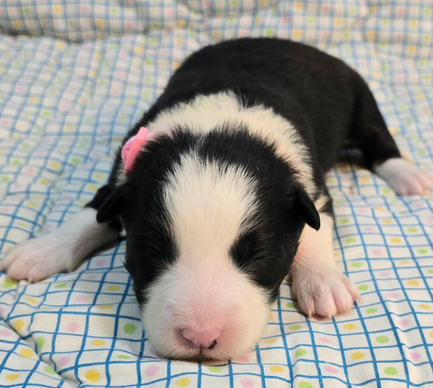 du Paradis des P'tits Cracks - Chiots disponibles - Border Collie