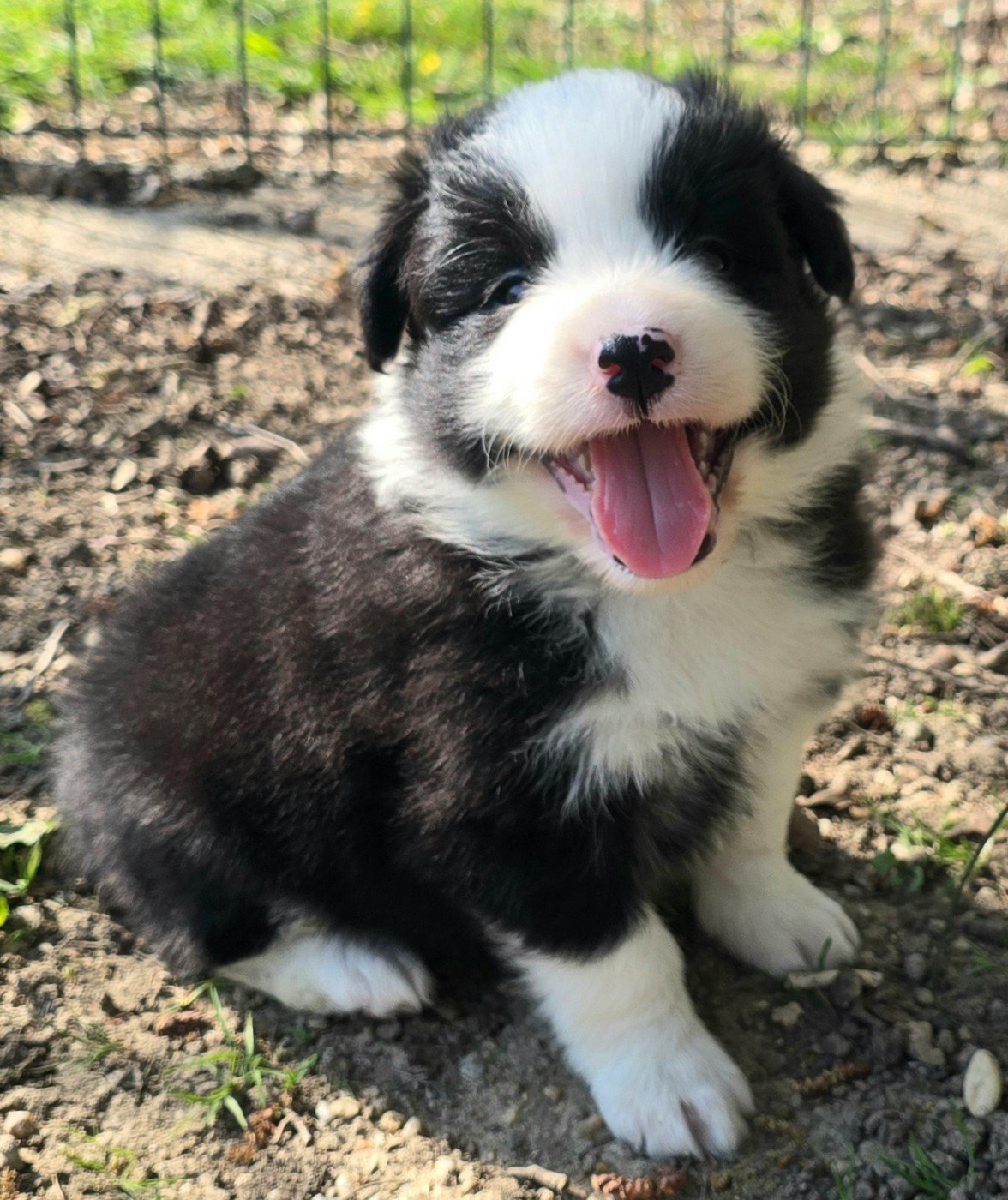 du Paradis des P'tits Cracks - Chiots disponibles - Border Collie