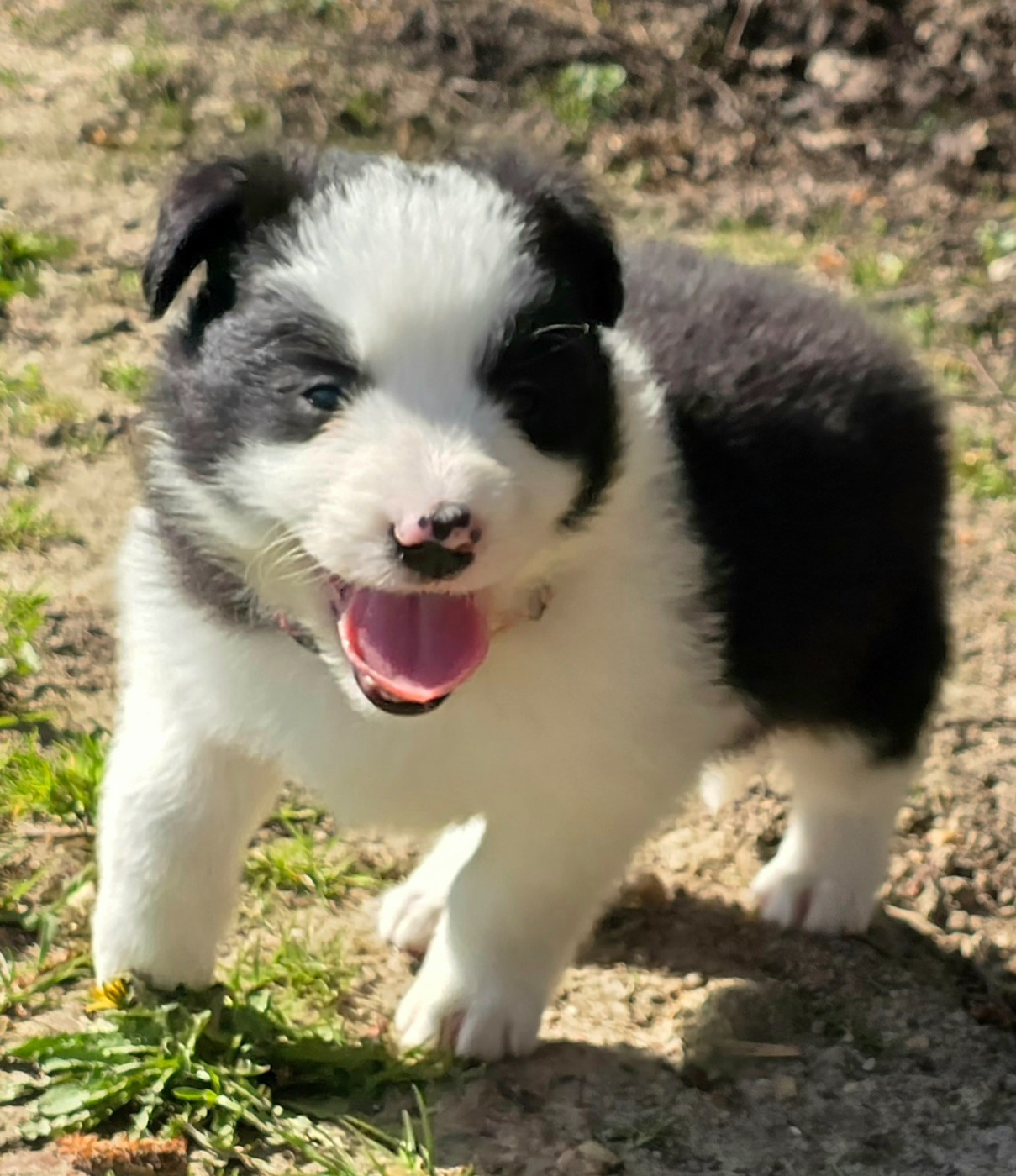 du Paradis des P'tits Cracks - Chiots disponibles - Border Collie