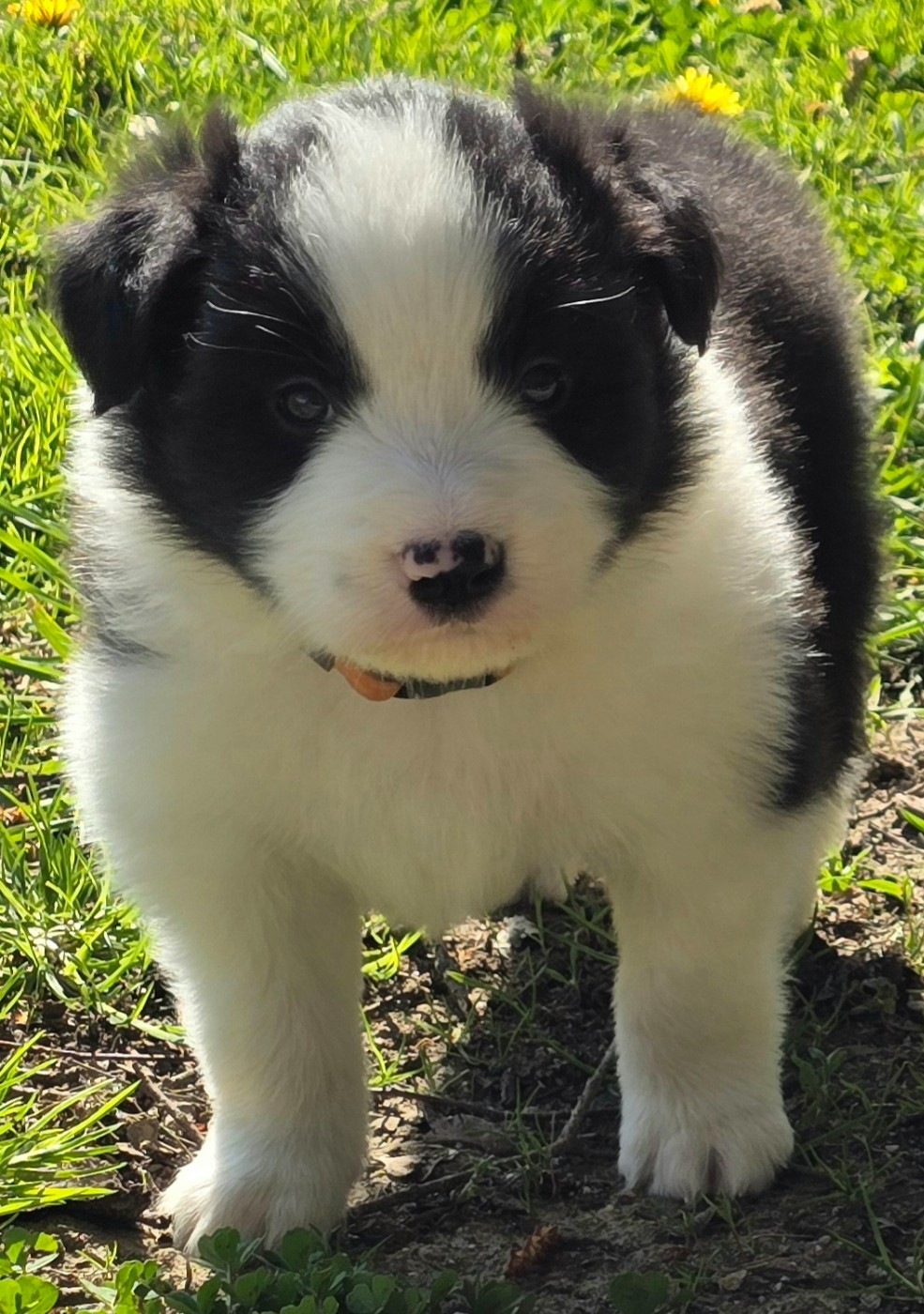 du Paradis des P'tits Cracks - Chiots disponibles - Border Collie