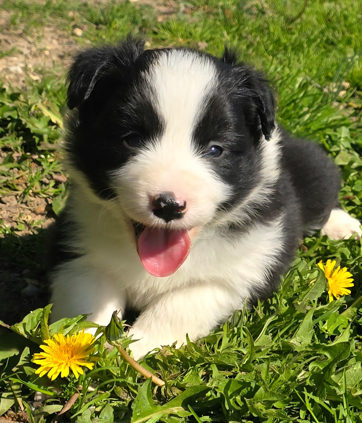 du Paradis des P'tits Cracks - Chiots disponibles - Border Collie