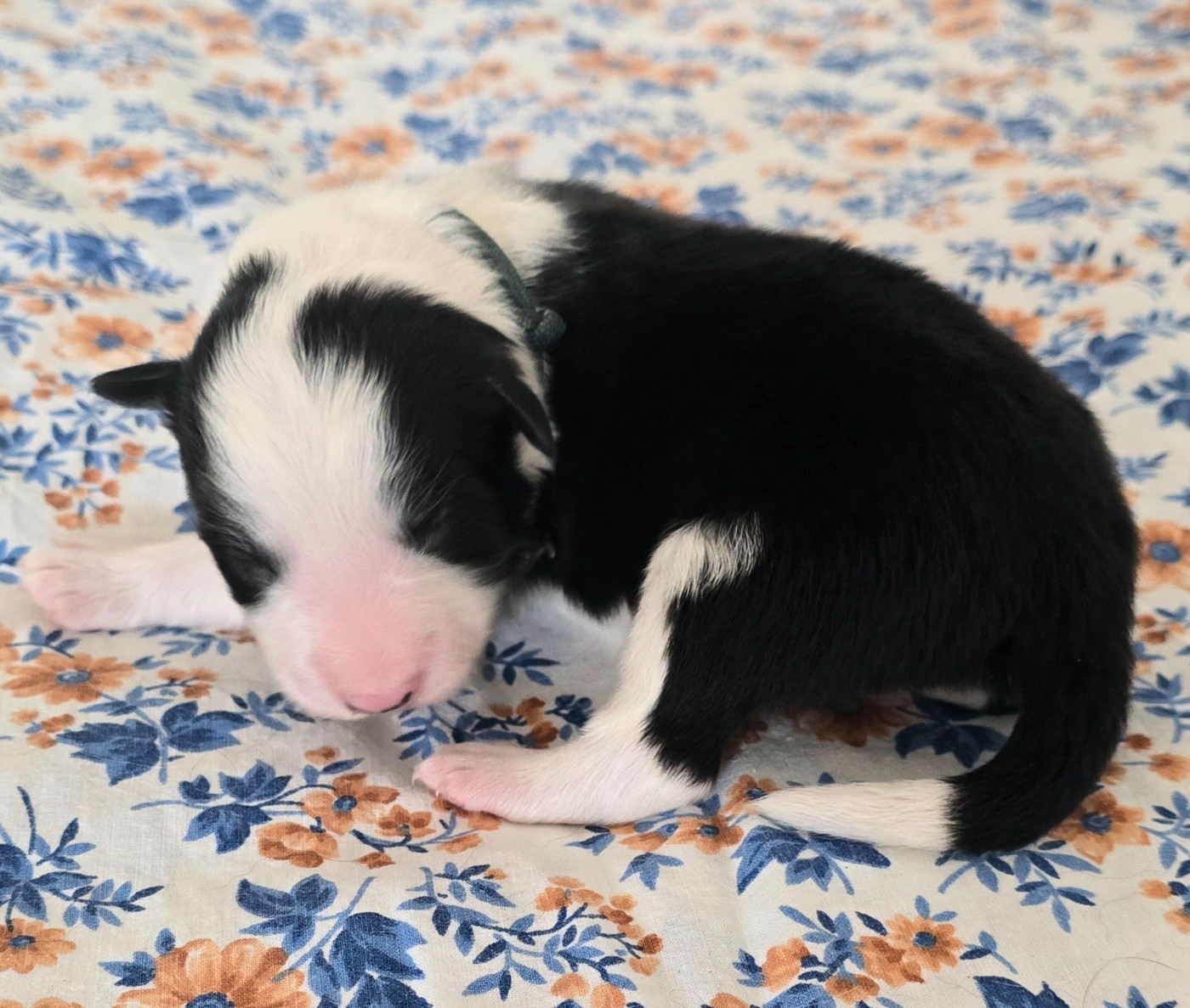 du Paradis des P'tits Cracks - Chiots disponibles - Border Collie