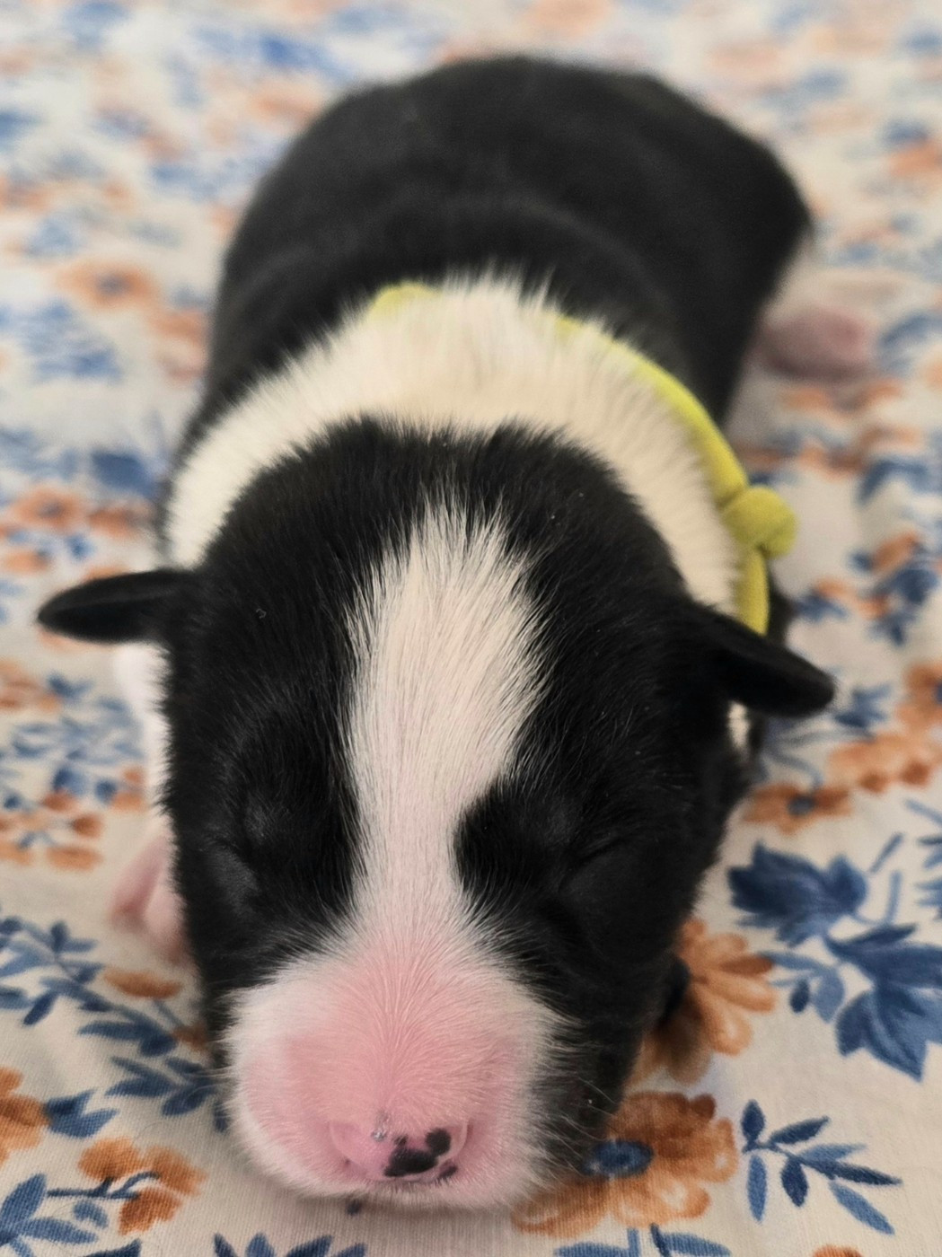 du Paradis des P'tits Cracks - Chiots disponibles - Border Collie