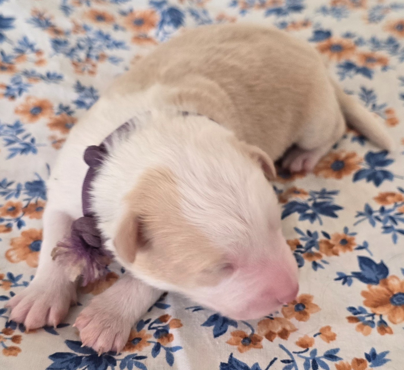 du Paradis des P'tits Cracks - Chiots disponibles - Border Collie