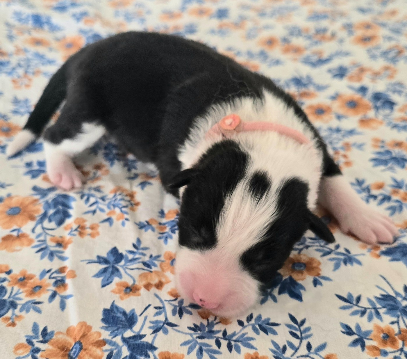 du Paradis des P'tits Cracks - Chiots disponibles - Border Collie
