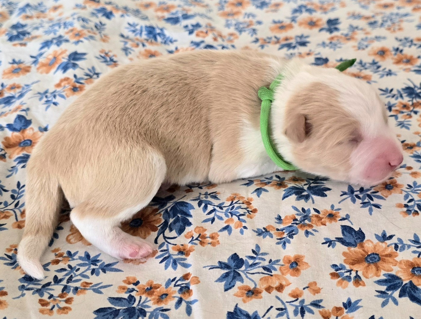 du Paradis des P'tits Cracks - Chiots disponibles - Border Collie