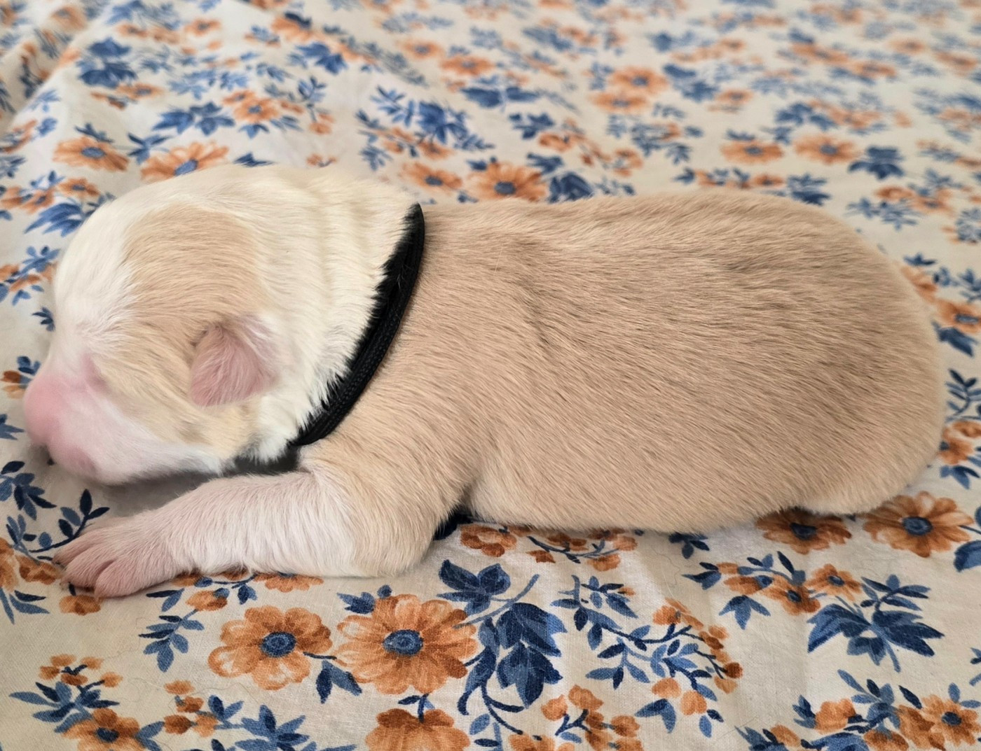 du Paradis des P'tits Cracks - Chiots disponibles - Border Collie