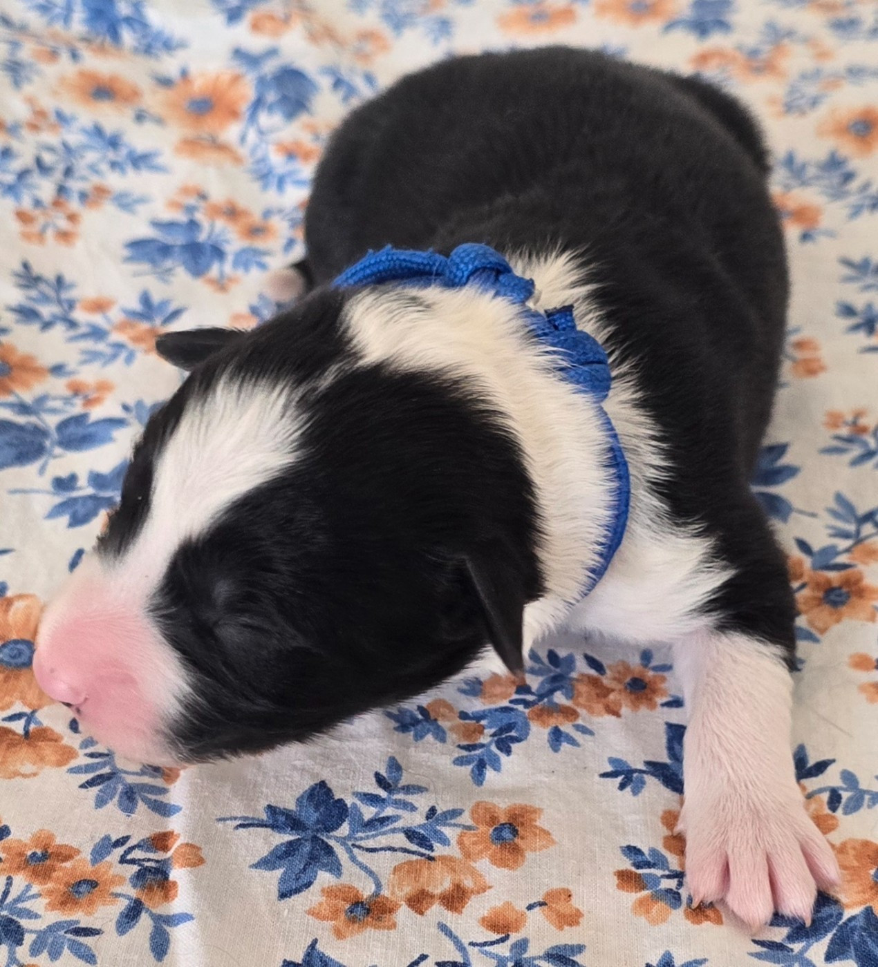 du Paradis des P'tits Cracks - Chiots disponibles - Border Collie