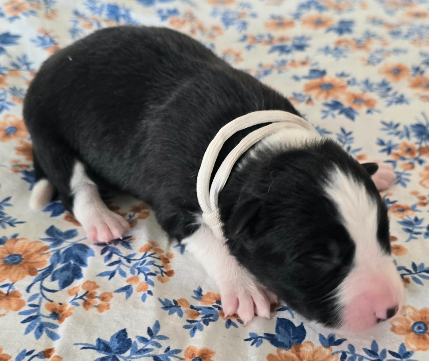 du Paradis des P'tits Cracks - Chiots disponibles - Border Collie