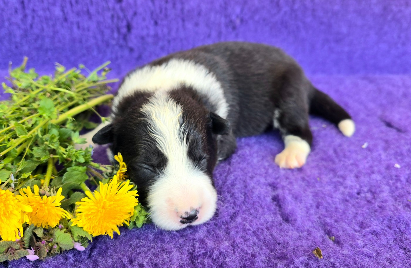 du Paradis des P'tits Cracks - Chiots disponibles - Border Collie