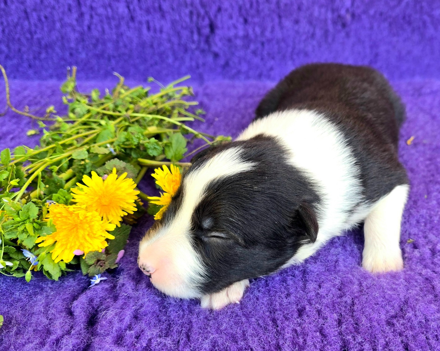 du Paradis des P'tits Cracks - Chiots disponibles - Border Collie