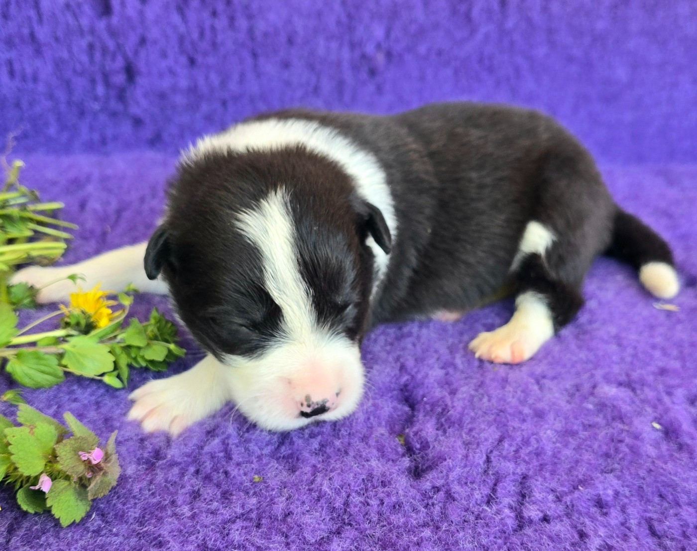 du Paradis des P'tits Cracks - Chiots disponibles - Border Collie