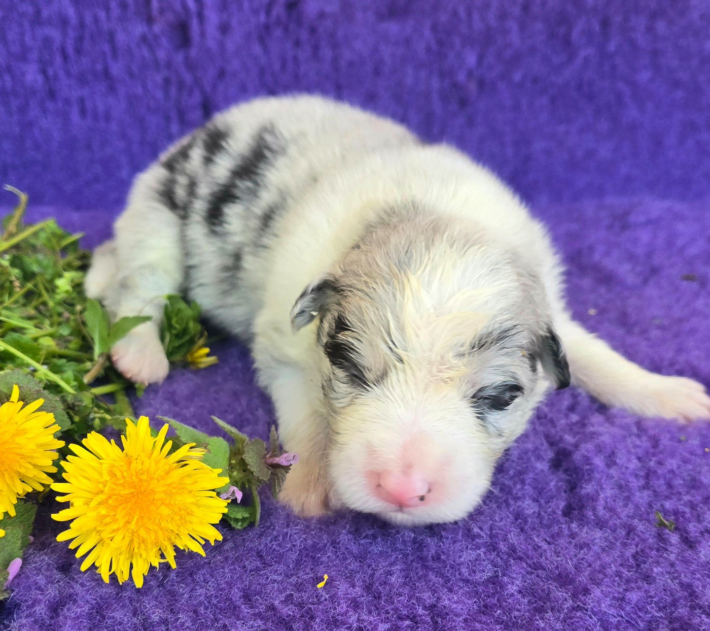 du Paradis des P'tits Cracks - Chiots disponibles - Border Collie