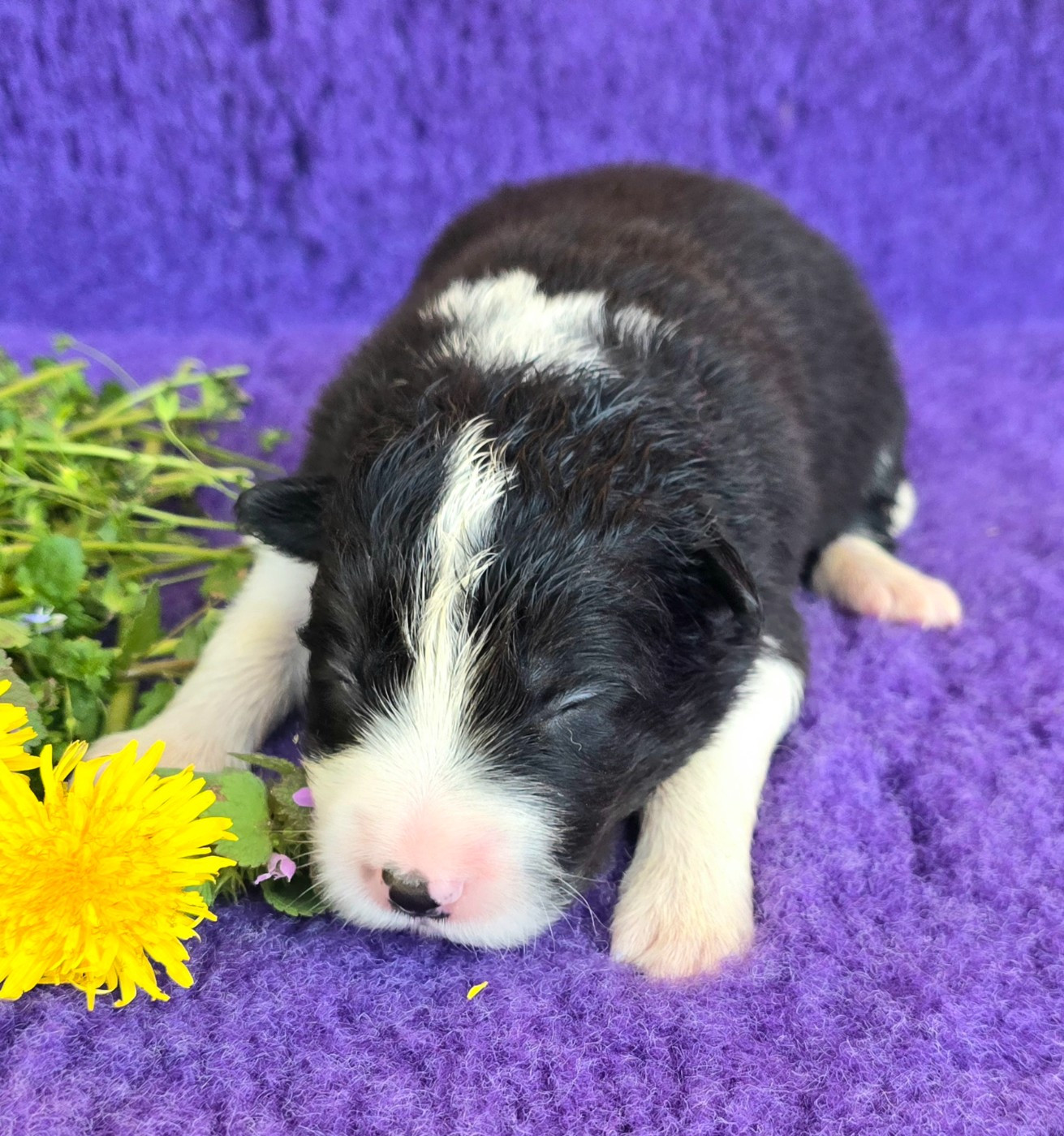 du Paradis des P'tits Cracks - Chiots disponibles - Border Collie