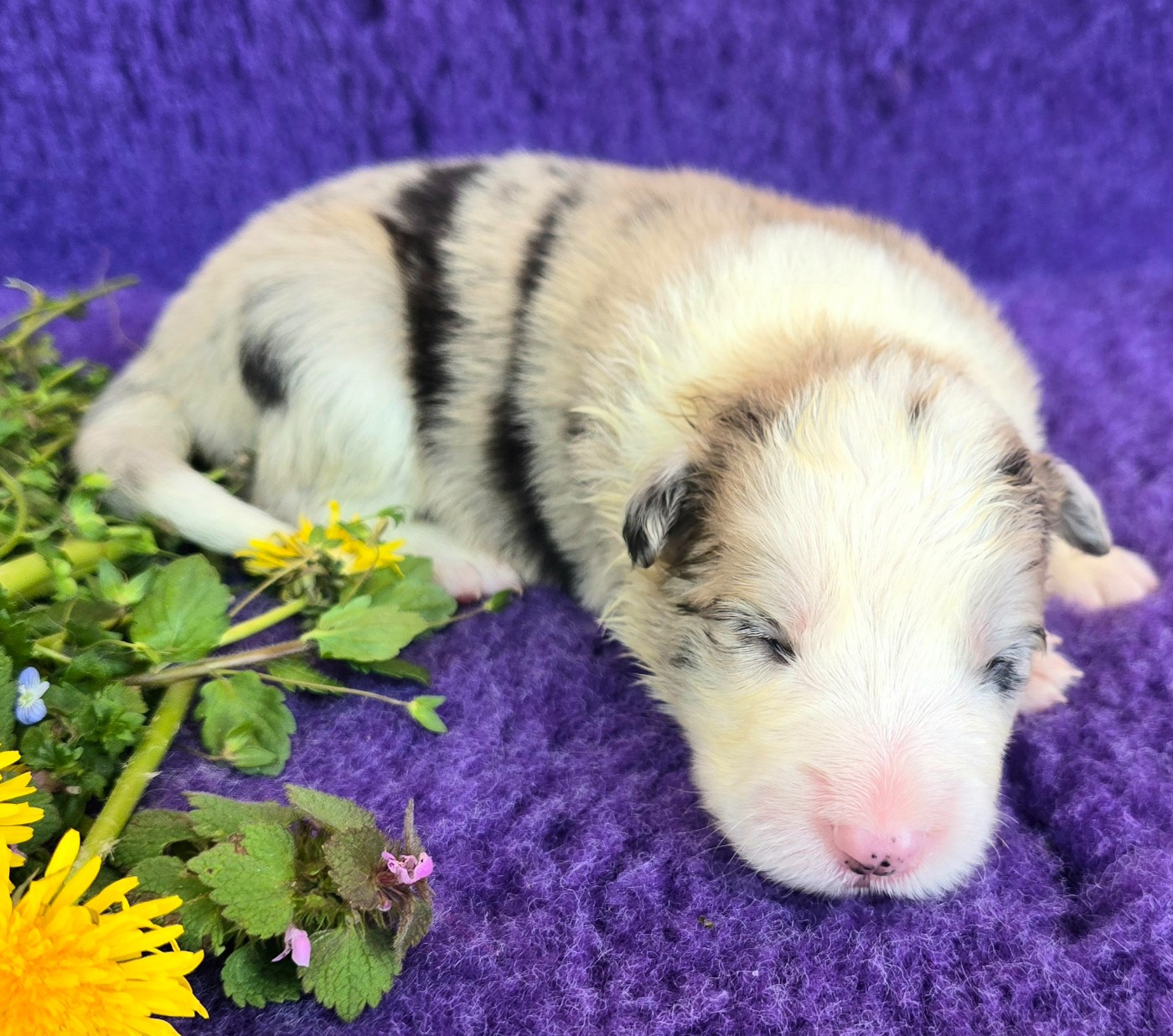 du Paradis des P'tits Cracks - Chiots disponibles - Border Collie