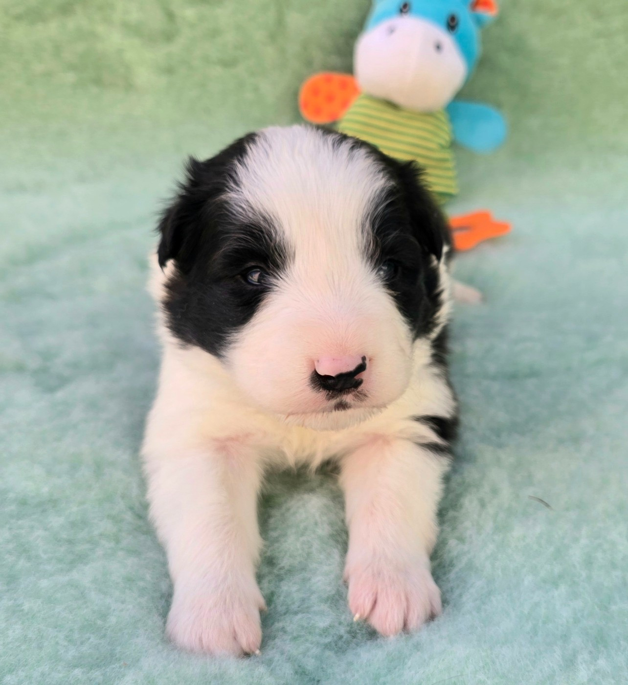 du Paradis des P'tits Cracks - Chiots disponibles - Border Collie