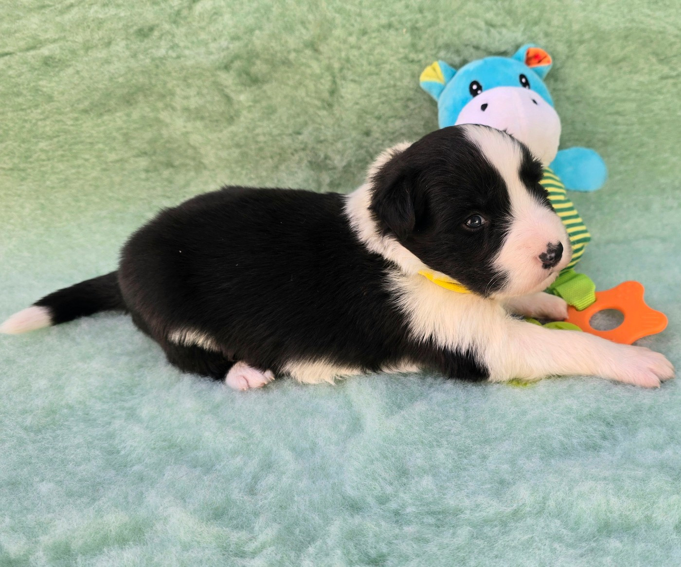 du Paradis des P'tits Cracks - Chiots disponibles - Border Collie