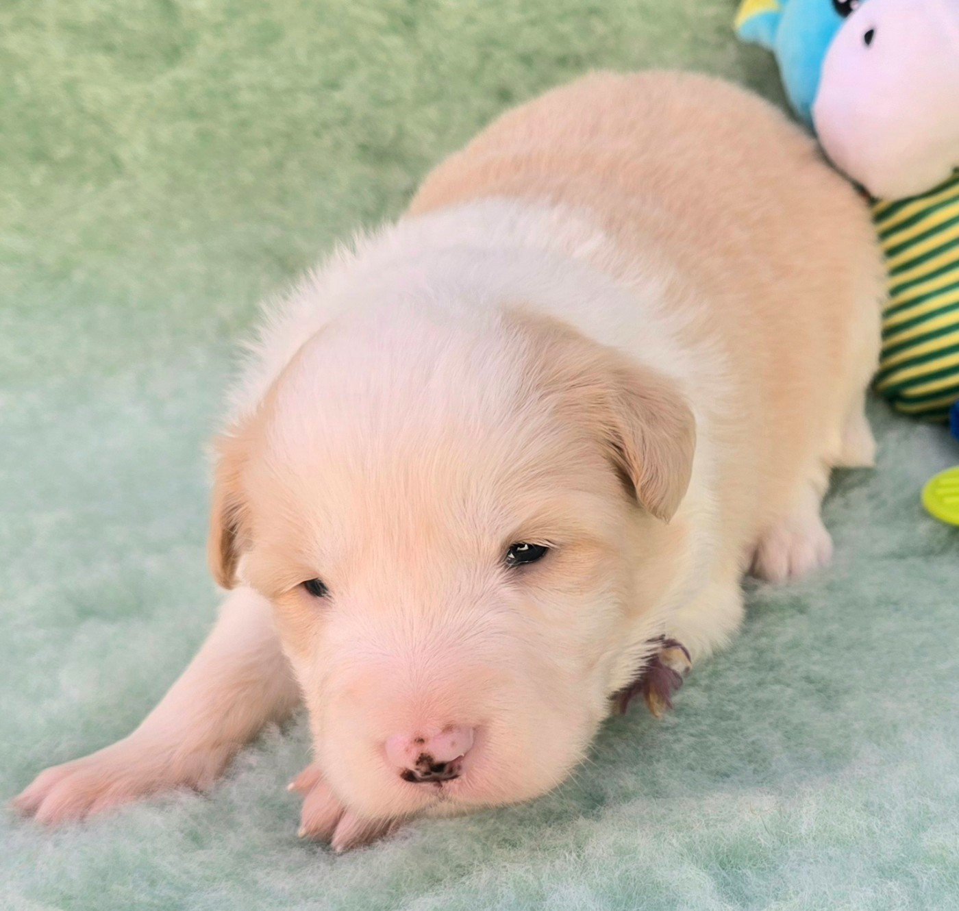 du Paradis des P'tits Cracks - Chiots disponibles - Border Collie